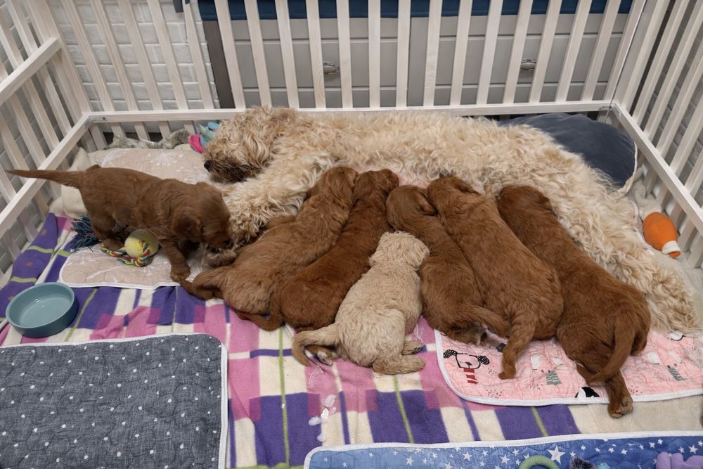 Голдендудль ( лабрадудль)