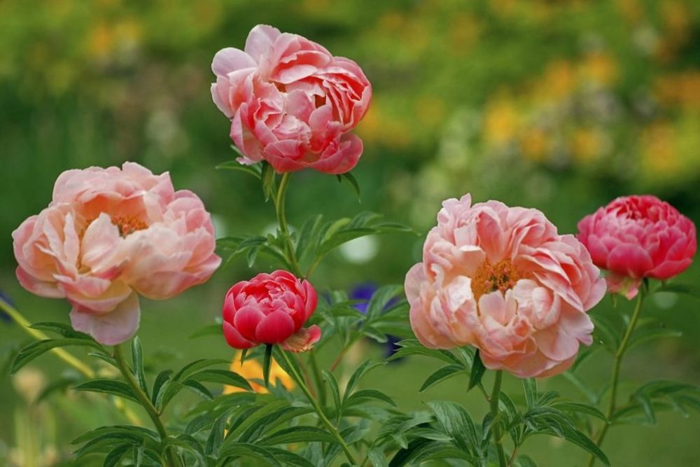 Rizomas/Bolbos de Peonias