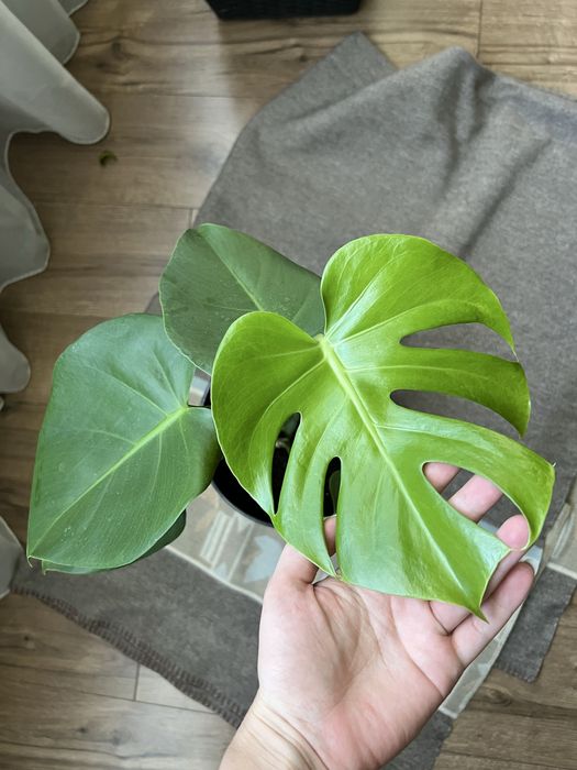 Монстера деліціоза
