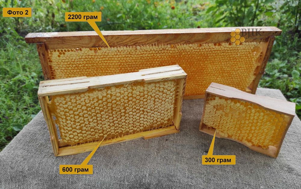 Мед в сотах / Сотовый мед / Стільниковий мед 2025