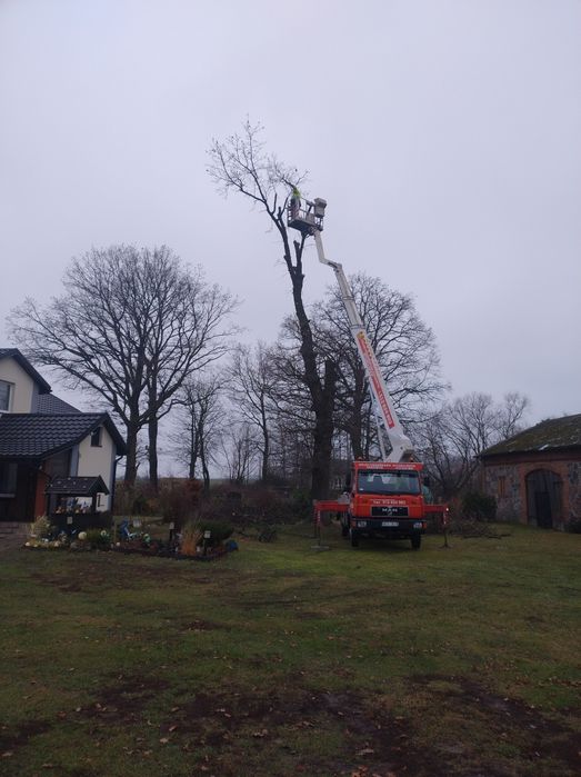 Wycinka drzew z Podnośnika koszowego