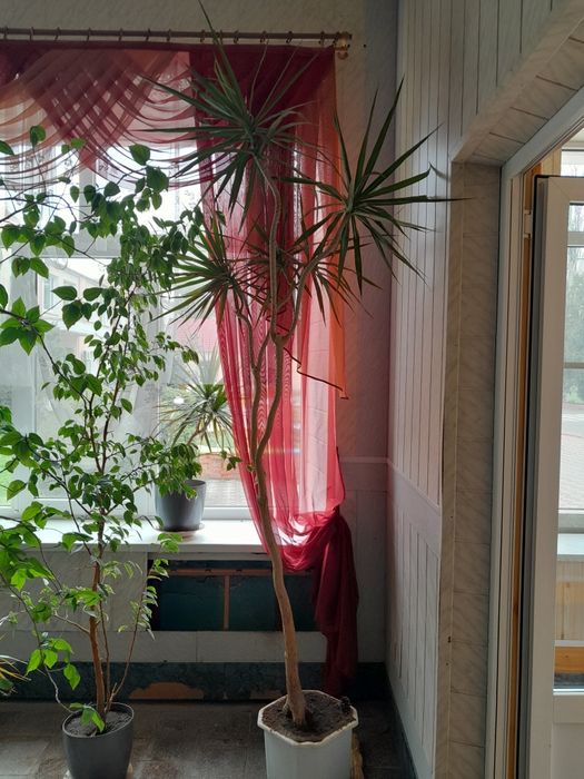 Продам великі і не дуже кімнатні рослини