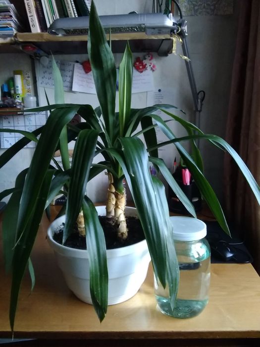 Квітка кімнатна ЮККА 3 самостійних рослини