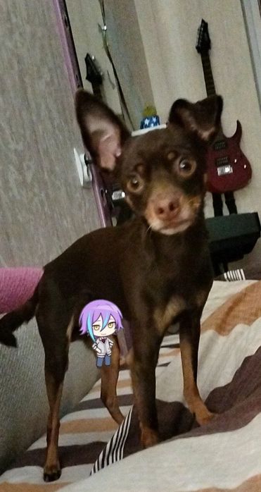 В'язка той тер'єр (стандарт, 4 роки 3,3 кг)