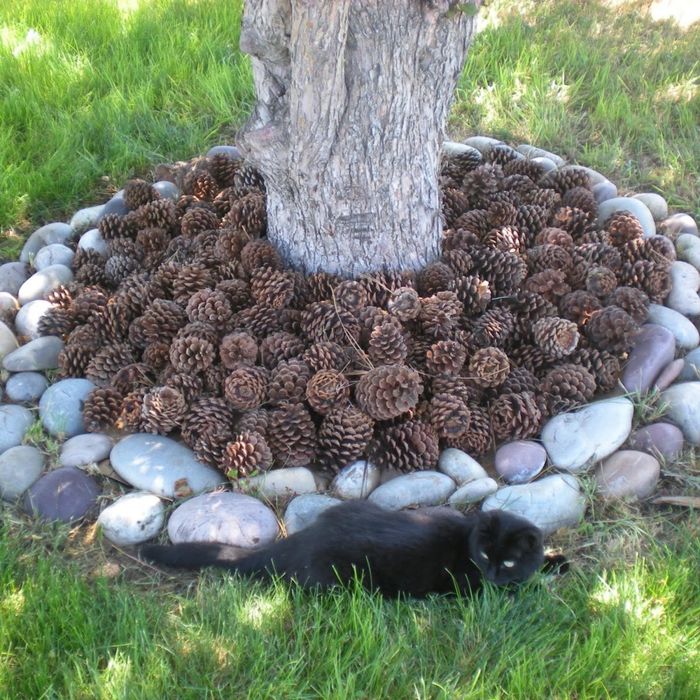 Сосновые шишки для декора/ мульча