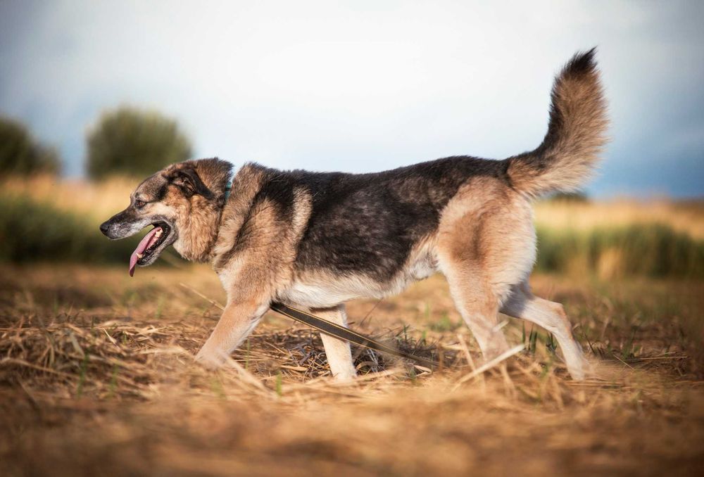 Hagi - miś co uwielbia spacery ADOPCJA
