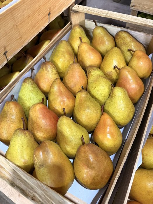 Продам грушу оптом