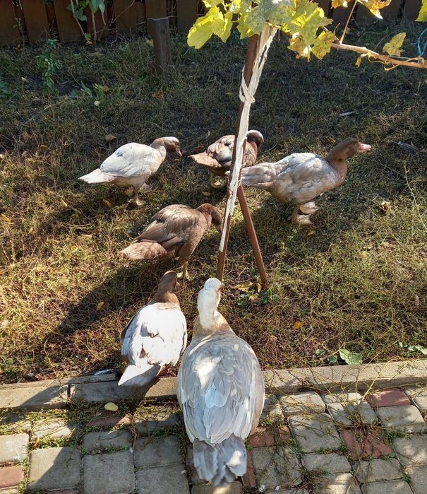 Мускусные молодые уточки и селезни