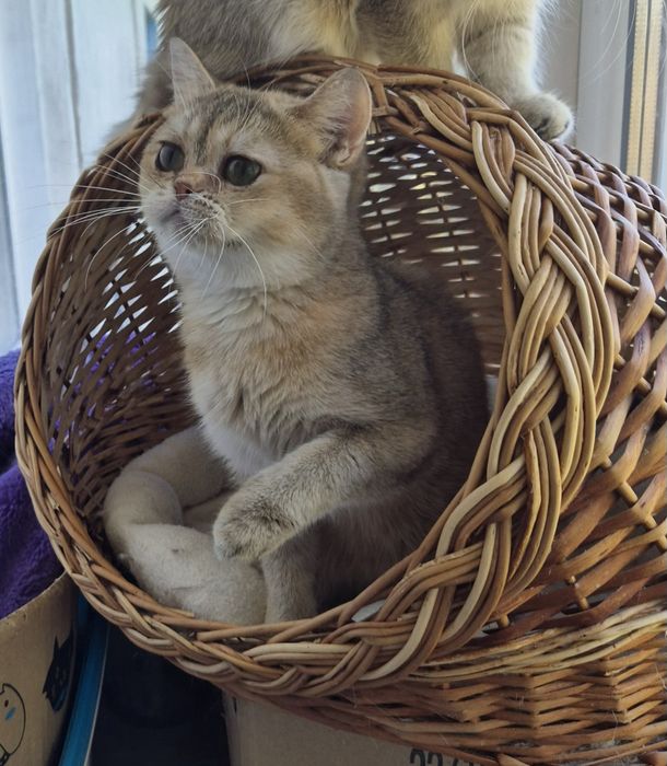 Золота шиншила  10 місяціа