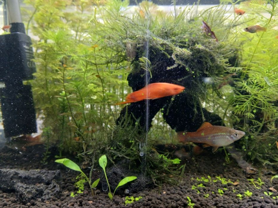 Peixe espada agua quente