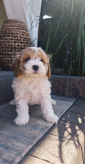 REZERWACJA**Cavapoo**cudowny piesek !