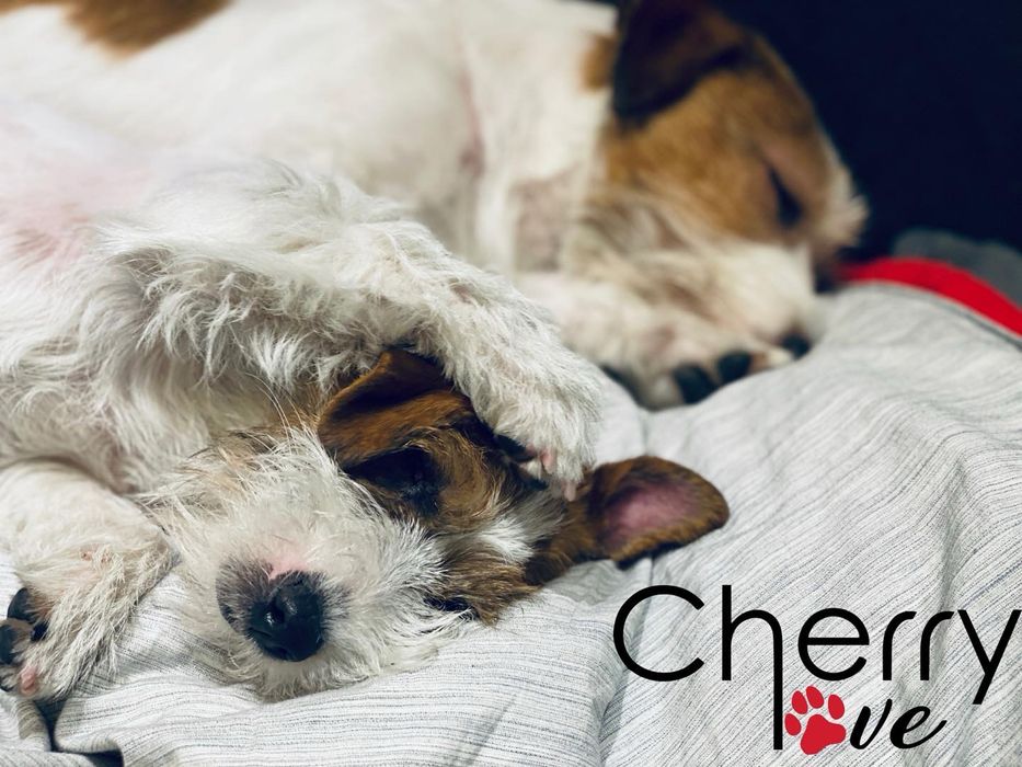 Jack Russell Terrier CherryLoveFCI oczekujemy szczeniat!