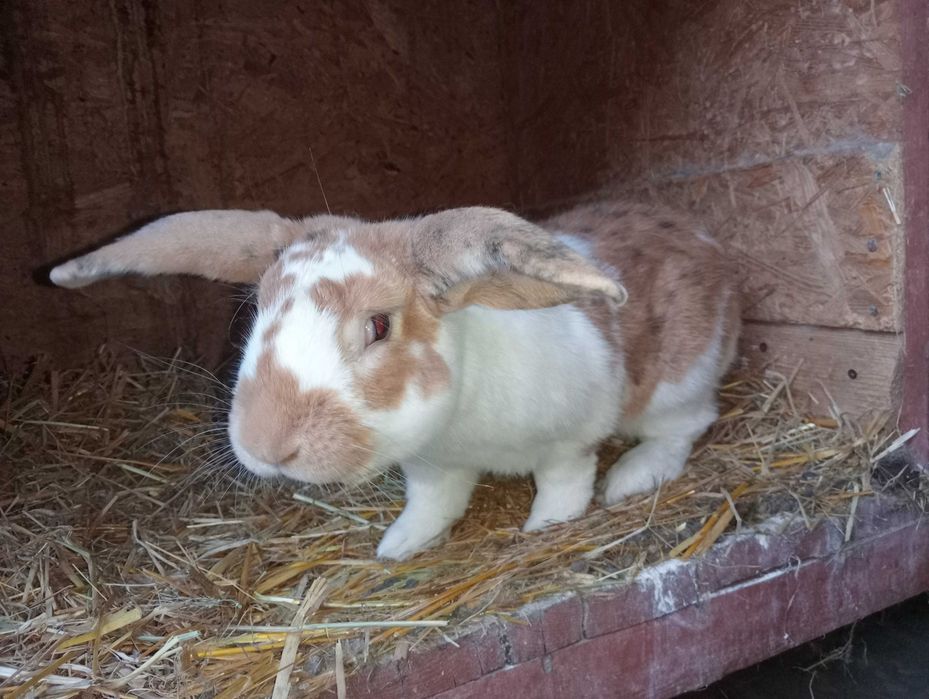 Rex trójbarwny samiec