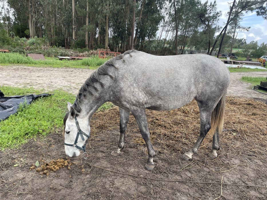 Vendo egua com 5 anos muito bem montada com livro verde