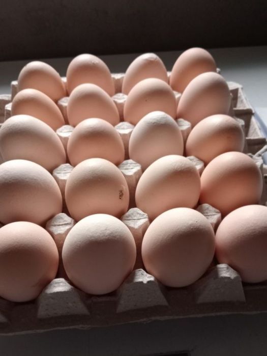 Jajka wiejskie Gdynia dowóz