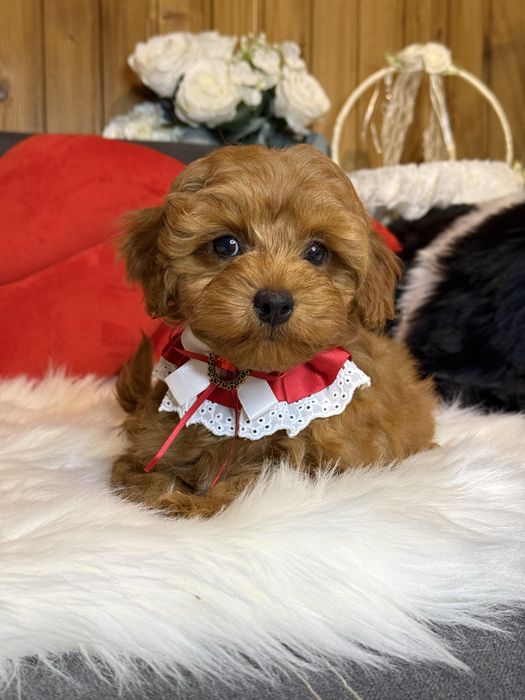 Мальтіпу , яскравий хлопчик.