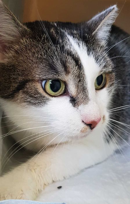 Poznań i okolice - kocurek Bastion (Stefanek) szuka domu