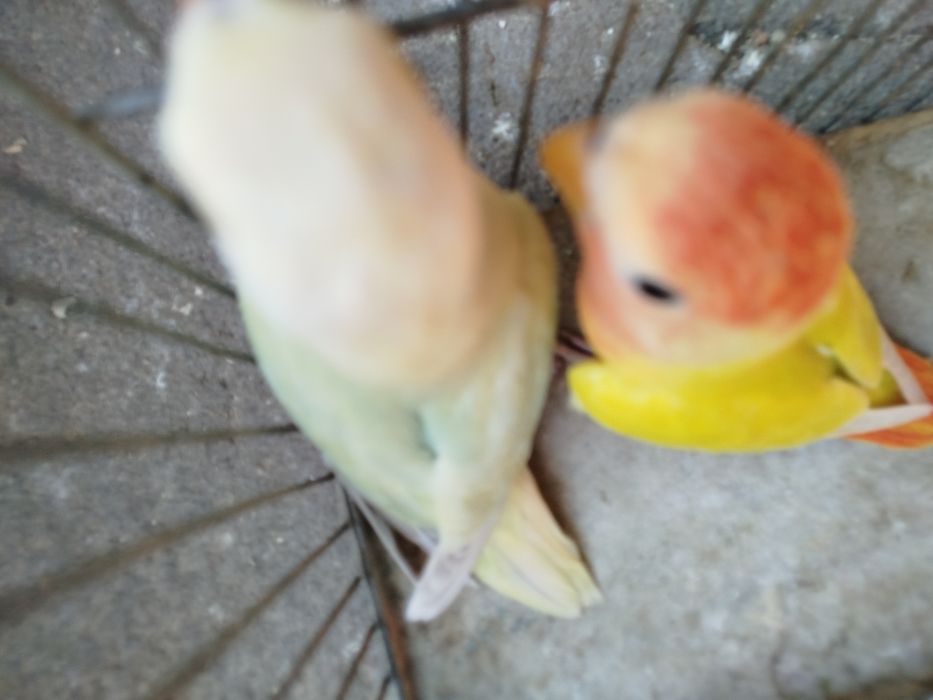 Agapornis casal fischeres yellow faces opalinos e casal roseicollis opalinos