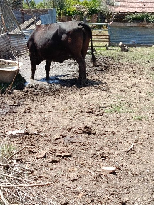 Vendo vacas e vitelas cruzado de Agnus e cruzado Limousine