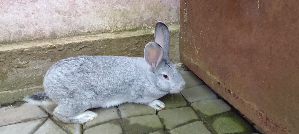 Продам мясо кроля, жива вага, кролі - простяки