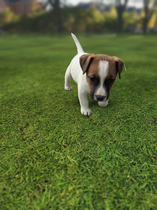 Jack Russell Terrier