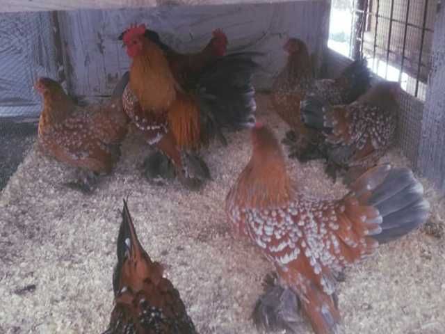 Яйце на інкубацію. Курчат. Мільфлер біле золото, фарфоровий.