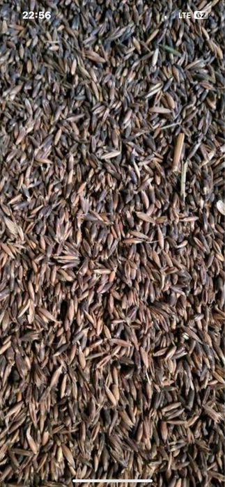 Owies gniady ……….