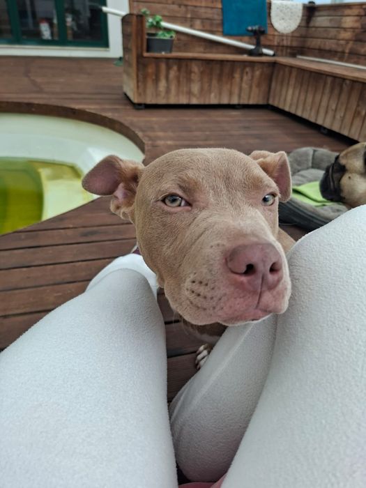 American Bully para adoção