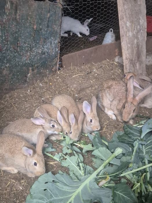 Vendo coelhos caseiros