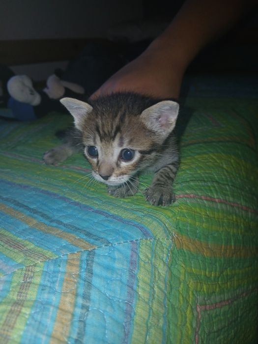 Gatinhos para doar