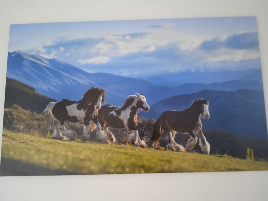 Zdjęcie obraz konie 60x100