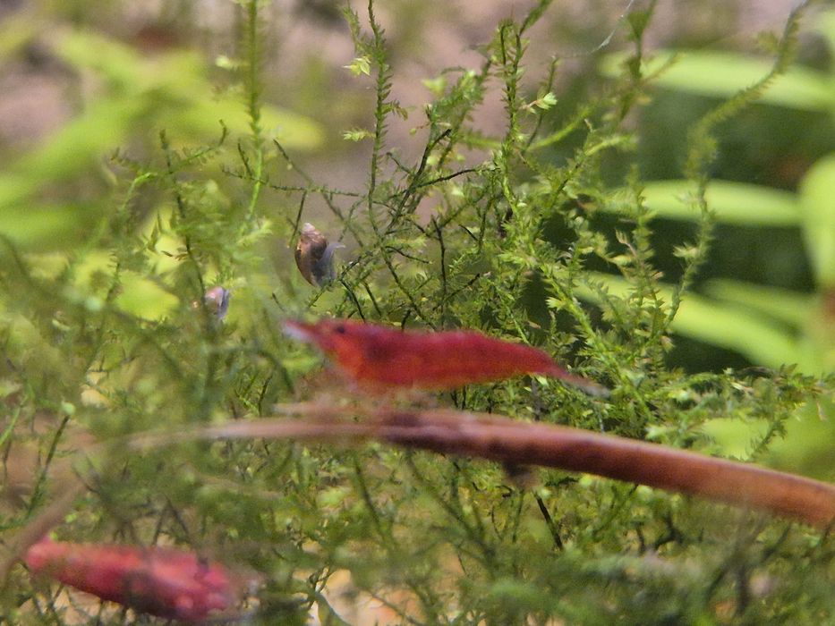 krewetki Bloody Mary