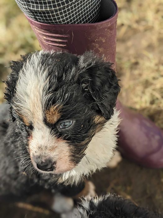 Berneński Pies Pasterski szczenię suczka