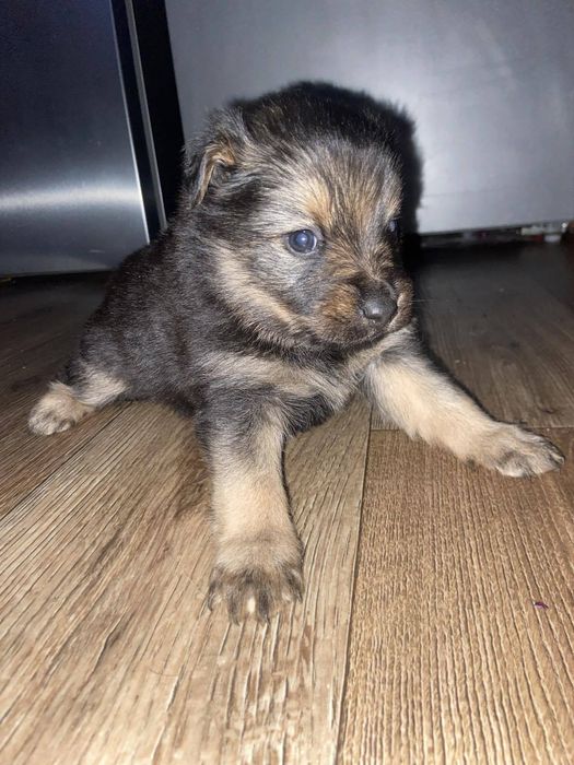 Віддам цуценят в добрі руки