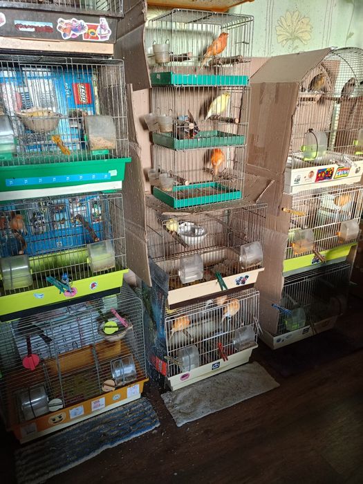 Kanarki kolorowe żołte i czerwone.