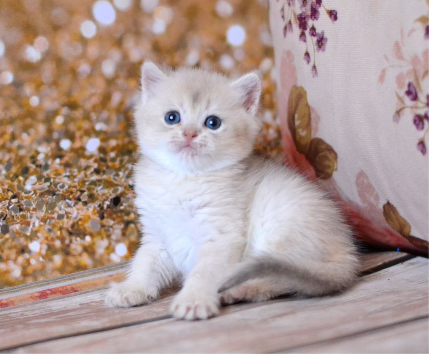 Британське кошеня дівчинка