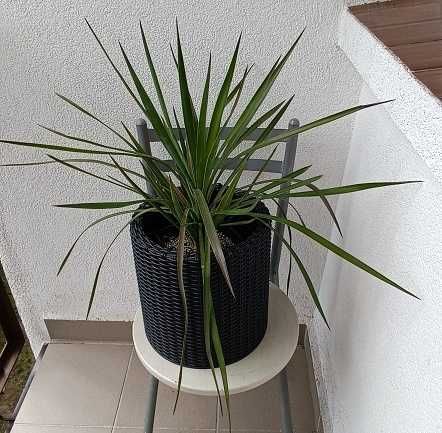 juka gloriosa mrozoodporna, zdrowa