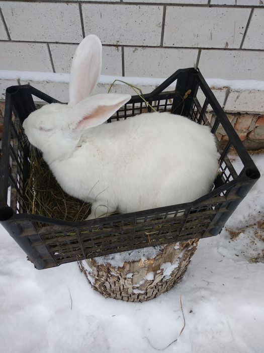 Продам королів білі термонці