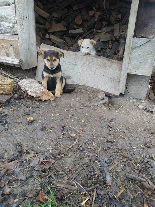 Цуценята шукають дім