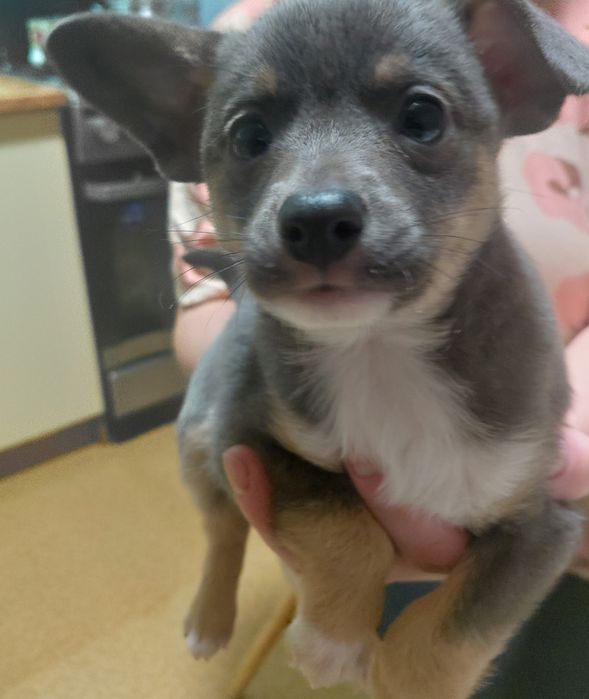 Щенок в хорошие руки