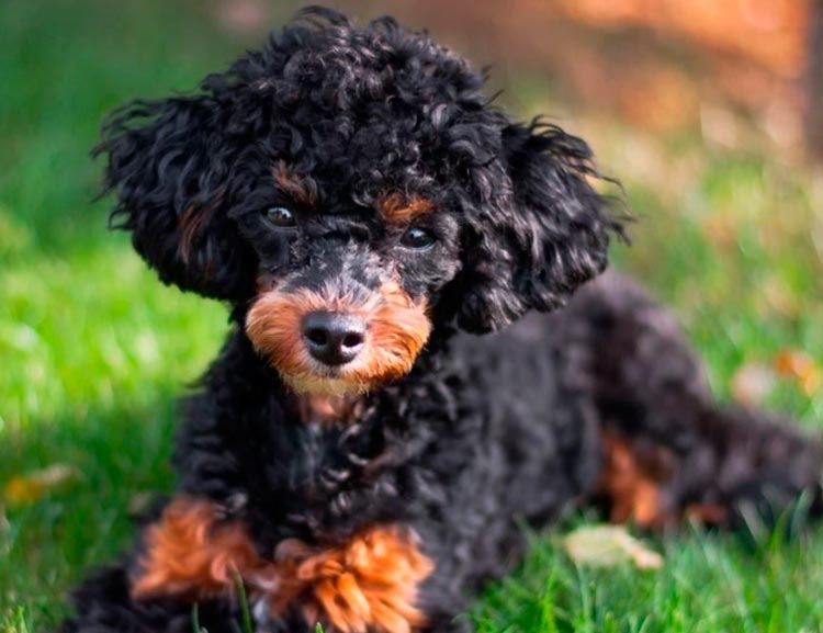 Цуценята той-пуделя в рідкісному окрасі фантом — бронювання відкрито!