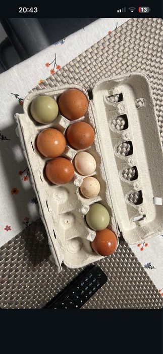 Ovos Galados Oliver Egger F1 (galinha dos ovos verdes)