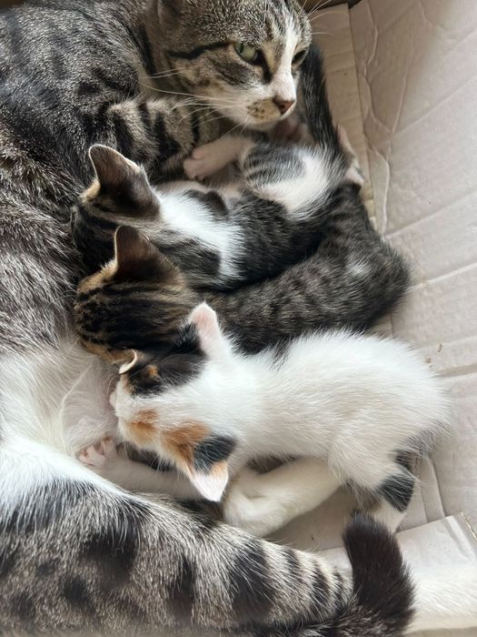 Gatinhos para adoção
