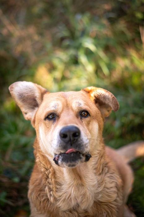 Ryan przeuroczy pies w typie labradora ADOPCJA