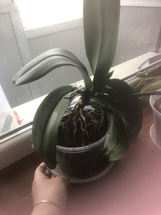 Продам красуні Орхідеї