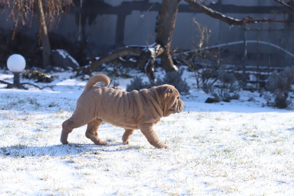 Шикарна дівчинка ізабелка