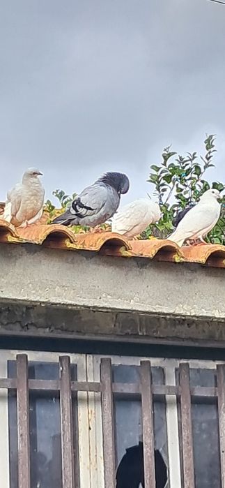 Pombos brancas e outros