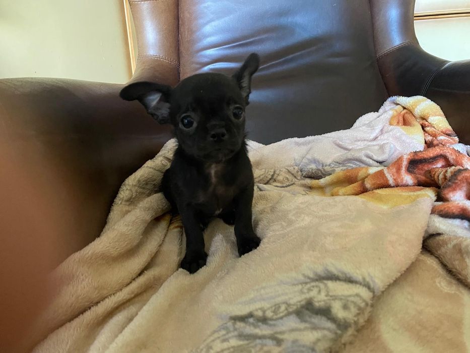 Mini piesek szczeniak , Chihuahua  ,Śląsk