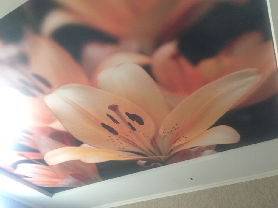 Натяжні стелі від виробника