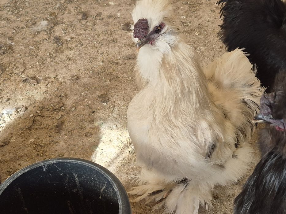 Sedosas do Japão  barbudas